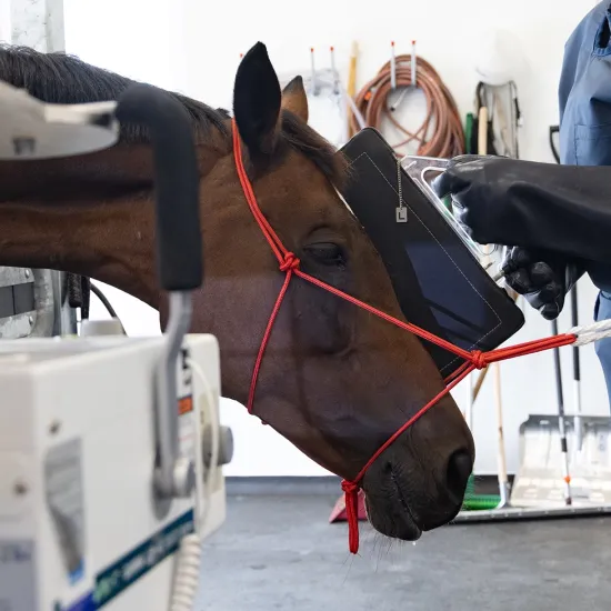 Ein Pferd mit einem roten Halfter steht ruhig, während eine Person mit schwarzer Schutzhandschuhen eine Röntgenplatte an den Kopf des Pferdes hält. Eine weiter Person hält ein digitales Röntgengerät. Im Hintergrund sind medizinische Utensilien sichtbar.