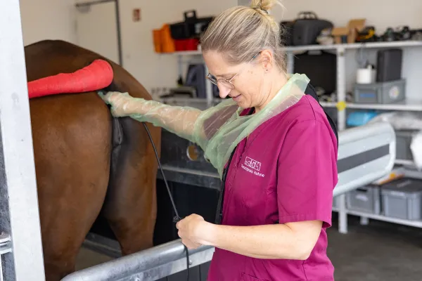 Eine Tierärztin mit magenta Oberteil mit Handschuhen führt eine gynäkologische Untersuchung an einem Pferd durch. Sie hält ein Endoskop in den Hinterleib des Pferdes.