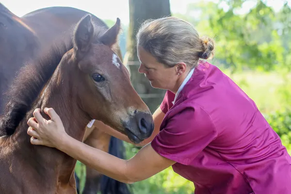 Eine Tierärztin in magenta Oberteil krault ein Fohlen am Hals. Das Fohlen hat eine braune Fellfarbe und einen weißen Fleck auf der Stirn.