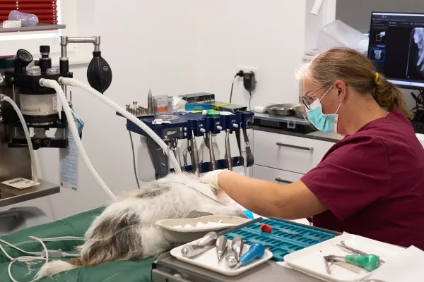 Tierärztin mit braunen Haaren in einem roten Kittel behandelt einen Hund auf einem Behandlungstisch. Instrumente und Materialien sind auf einem grünen Tuch und einem blauen Tablett angeordnet.