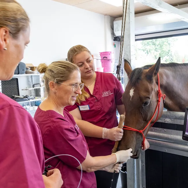 Drei Tierärztinnen in magenta Oberteilen stehen neben einem braunen Pferd, das an einem Halfter gehalten wird. Eine Tierärztin führt eine Bronchoskopie durch und führt dabei ein Bronchoskop in die Nüster des Pferd ein..