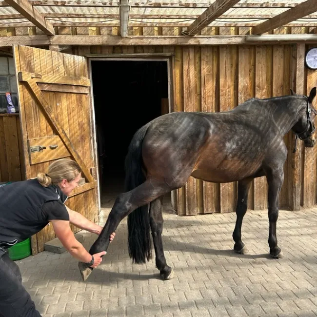 Tierärztin führt chiropraktische Behandlung am Hinterbein eines Pferdes durch.