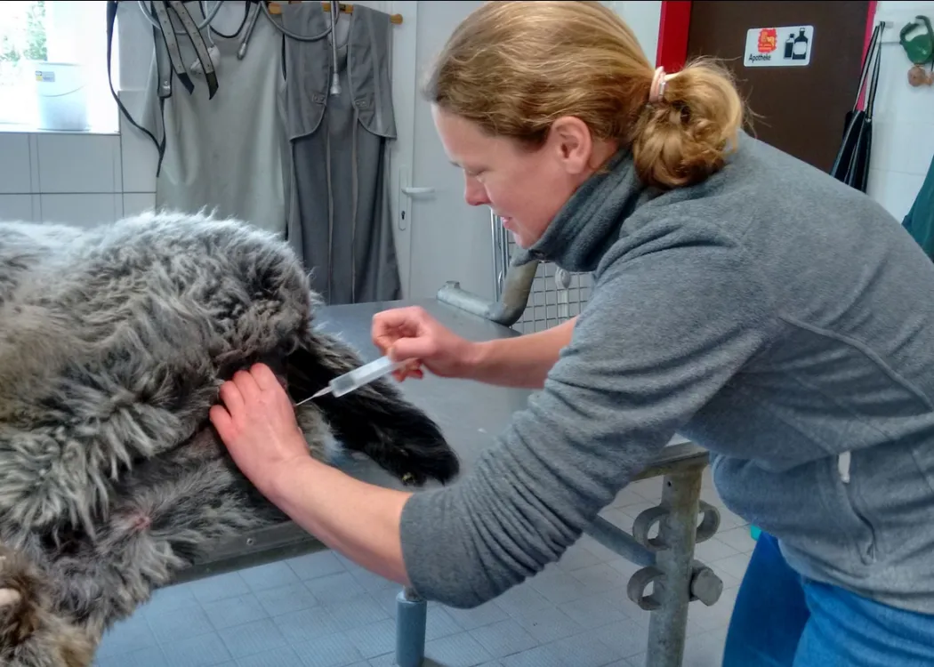 Tierärztin führt eine Kastration bei einem grauen Alpaka-Hengst durch. Das Tier liegt auf einem Operationstisch in der Tierarztpraxis. 