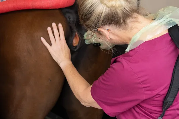 Tierärztin mit blonden Haaren in magenta Oberteil untersucht ein braunen Pferd gynäkologisch und betrachtet dabei den Scheidenvorhof. Sie trägt einen langen Handschuh.