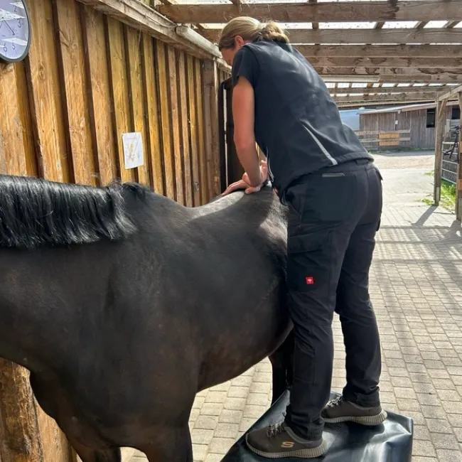 Eine Person in schwarzer Kleidung steht auf einer kleinen Plattform und führt eine chiropraktische Behandlung am Rücken des Pferdes durch. Das Pferd ist schwarz und hat eine glänzende Felloberfläche.