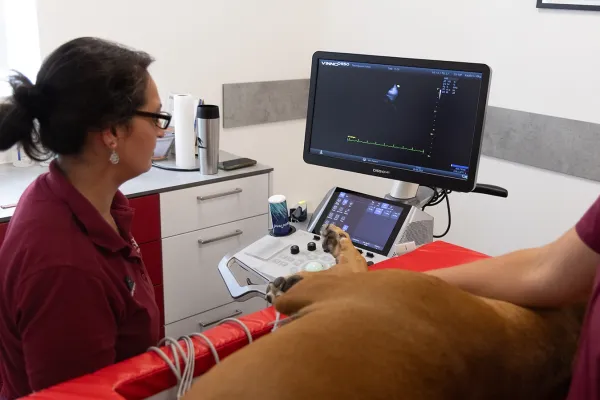 Eine Tierärztin sitzt vor einem Ultraschallgerät, das ein Bild zeigt. Ein Hund liegt auf einer roten Liege, sein Bein ist sichtbar. Die Tierärtzin führt einen Herzultraschall durch. 