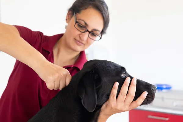 Eine Person mit rotem Poloshirt hält einen schwarzen Hund am Kopf, während sie eine chiropraktische Behandlung duchführt.