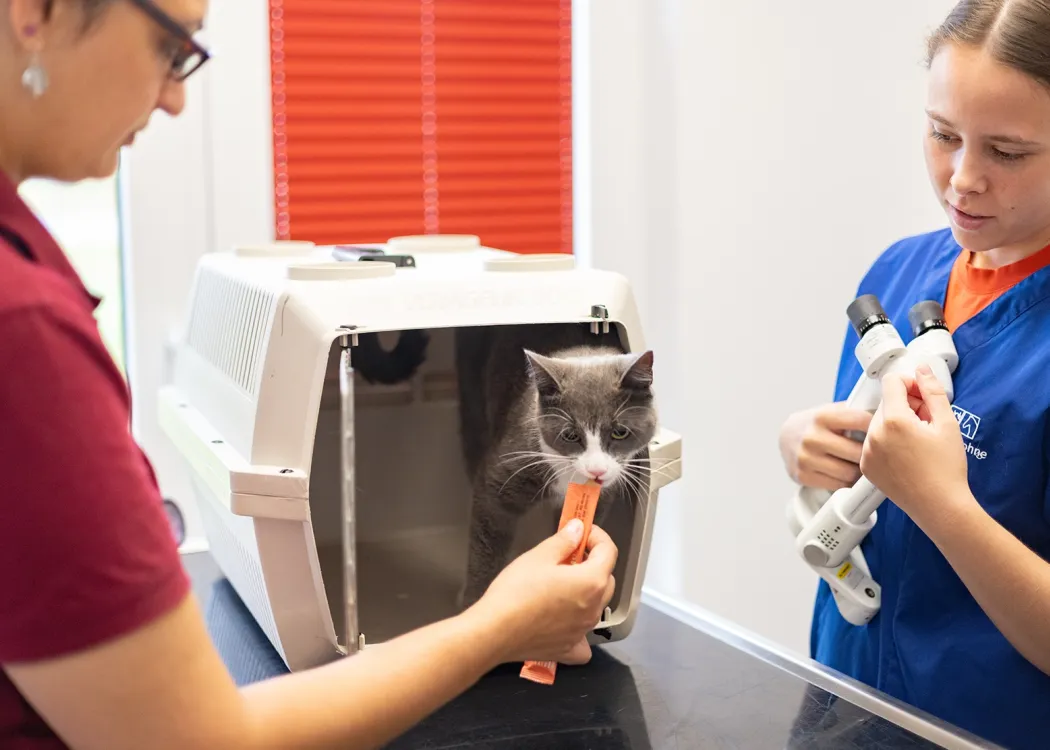 Tierarztin füttert einer Katze ein Leckerli. Die graue Katze kommt gerade aus der Transportbox heraus, die auf einem Behandlungstisch steht. Neben dem Behandlungstisch steht eine Tierarzthelferin, die ein Spaltlampenbiomikroskop in der Hand hält.