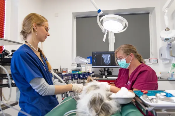 Ein Hund liegt auf einem OP-Tisch, während er von einer Person in einem blauen Shirt gehalten wird. Die Person steht und hat den Blick auf den Hund gerichtet. Die zweite Person auf dem Bild sitzt und führt eine Zahnbehandlung bei dem Hund durch. Im Hintergrund sieht man einen Bildschirm mit einer Röntgenaufnahme des Gebisses. 