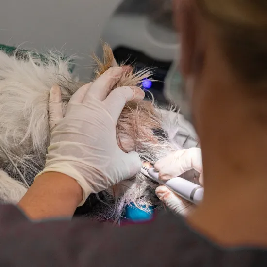 Eine Tierärztin ist von hinten zu sehen, wie sie mit weißen Handschuhen eine Zahnbehandlung bei einem kleinen, weißen Hund durchführt. Der Hund liegt auf einem Tisch, während die Tierärztin ein die Zähne reinigt.