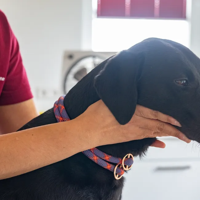 Schwarzer Hund mit Halsband wird von einer Person mit rotem Poloshirt am Kopf gehalten. Die Person hat die Hand am Kinn des Hundes.