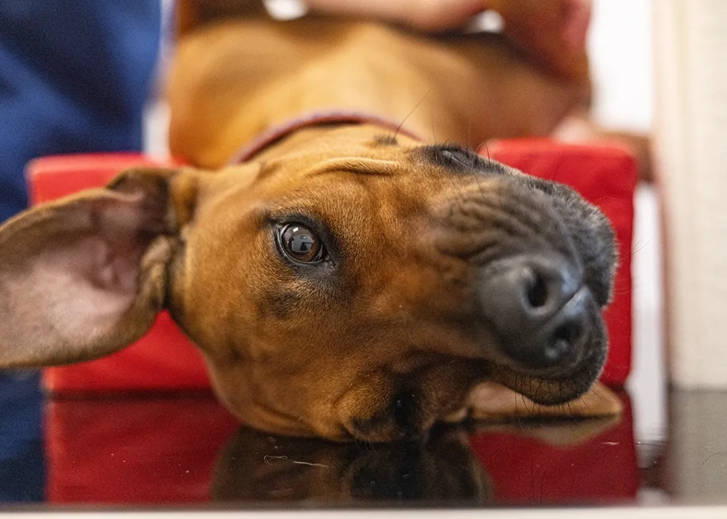 Hund liegt entspannt auf der Seite auf einer roten Unterlage in der Tierarztpraxis und wirkt ruhig während der Untersuchung.