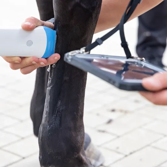 Eine Person hält ein Ultraschallgerät an das Bein eines Pferdes. Die Hand der Tierärztin ist sichtbar, während das Pferd auf einem hellen Boden steht.