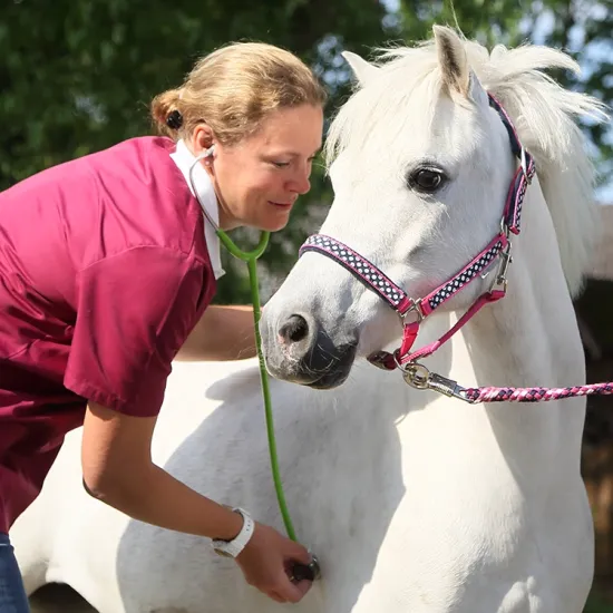Eine Tierärztin untersucht ein weißes Pferd mit einem Stethoskop. Das Pferd trägt ein pinkes Halfter mit einem Karomuster. Die Tierärztin trägt ein Oberteil in magenta.