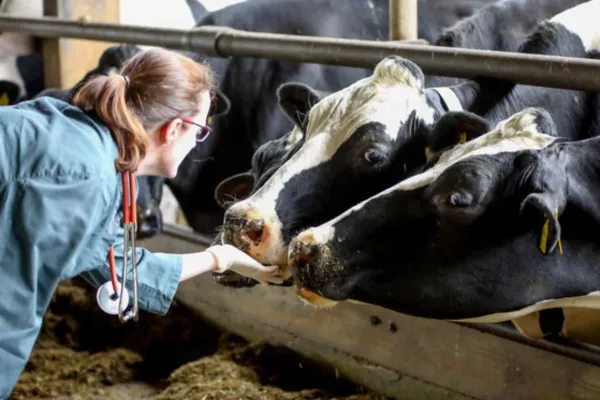 Eine Frau in einem grünen Kittel füttert zwei schwarz-weiße Kühe in einem Stall. Sie hat ein Stethoskop um den Hals.