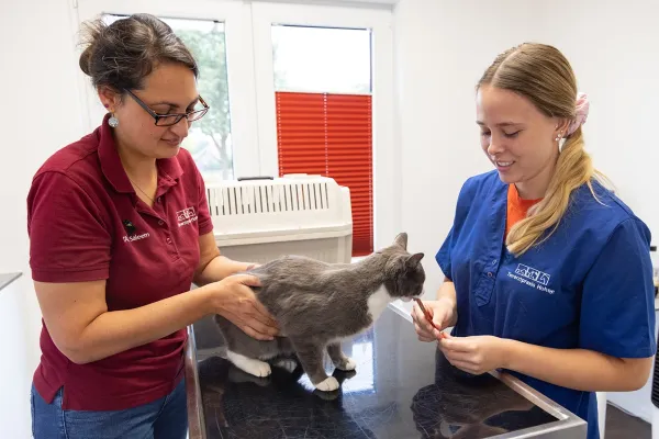 Eine graue Katze steht auf einem Tisch in einer Tierarztpraxis. Eine Person in einem roten Shirt hält die Katze, während eine andere Person in einem blauen Shirt der Katze ein Leckerchen gibt.