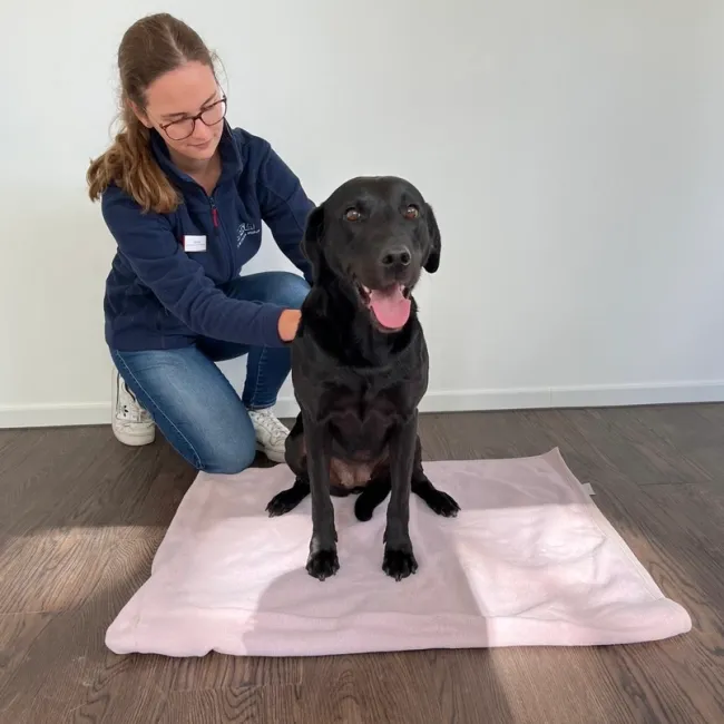 Eine Person kniet hinter einem sitzenden schwarzen Labrador auf einer rosa Decke und führt eine physiotherapeutische Behandlung durch. Die Person trägt eine blaue Jacke und Jeans.