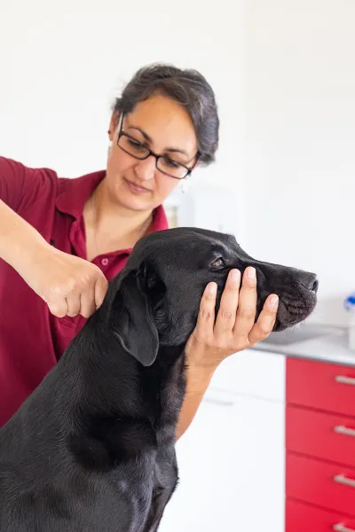 Eine Person mit rotem Poloshirt hält einen schwarzen Hund am Kopf, während sie eine chiropraktische Behandlung duchführt.