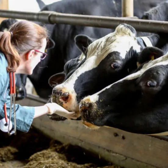 Eine Frau in einem grünen Kittel füttert zwei schwarz-weiße Kühe in einem Stall. Sie hat ein Stethoskop um den Hals.