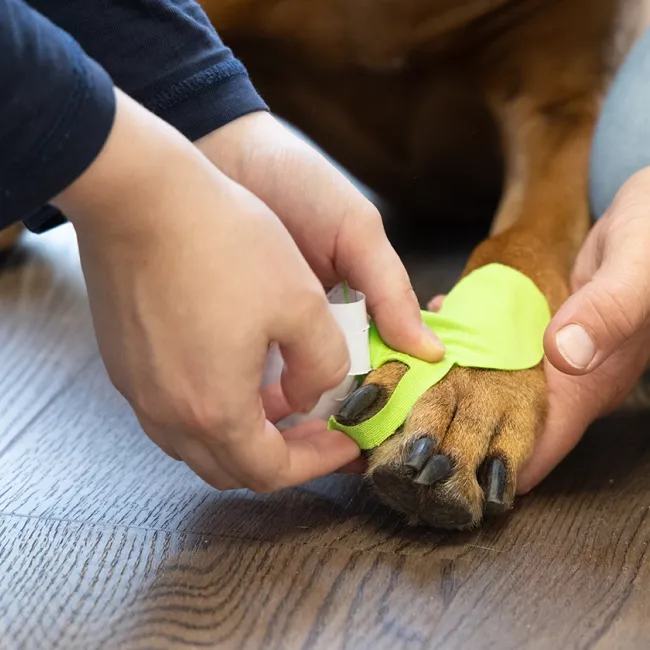 Eine Person wickelt ein grünes Tape um die Pfote eines Hundes. Der Hund liegt auf einem Holzboden. Die Hände der Person sind sichtbar.